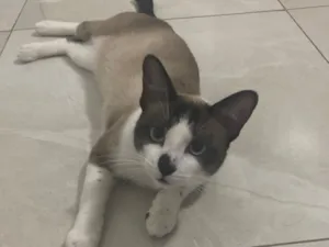 Gato raça SRD-ViraLata idade 1 ano nome Beijamin