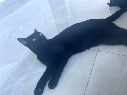 Gato raça SRD-ViraLata idade 7 a 11 meses nome Mortiça 