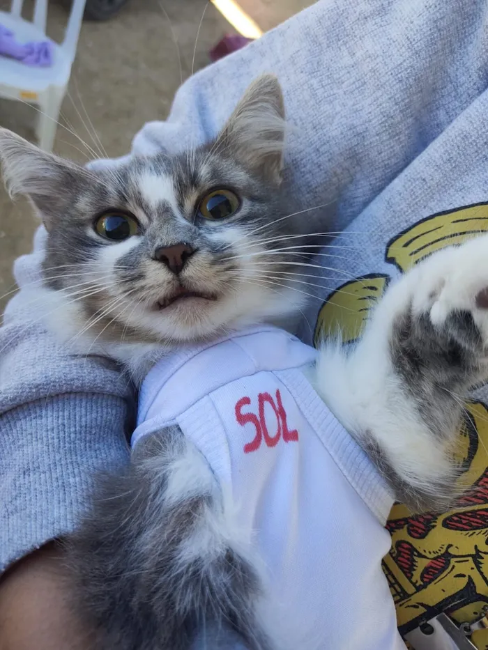 Gato raça SRD-ViraLata idade 3 anos nome Gatinha adulta castrada 