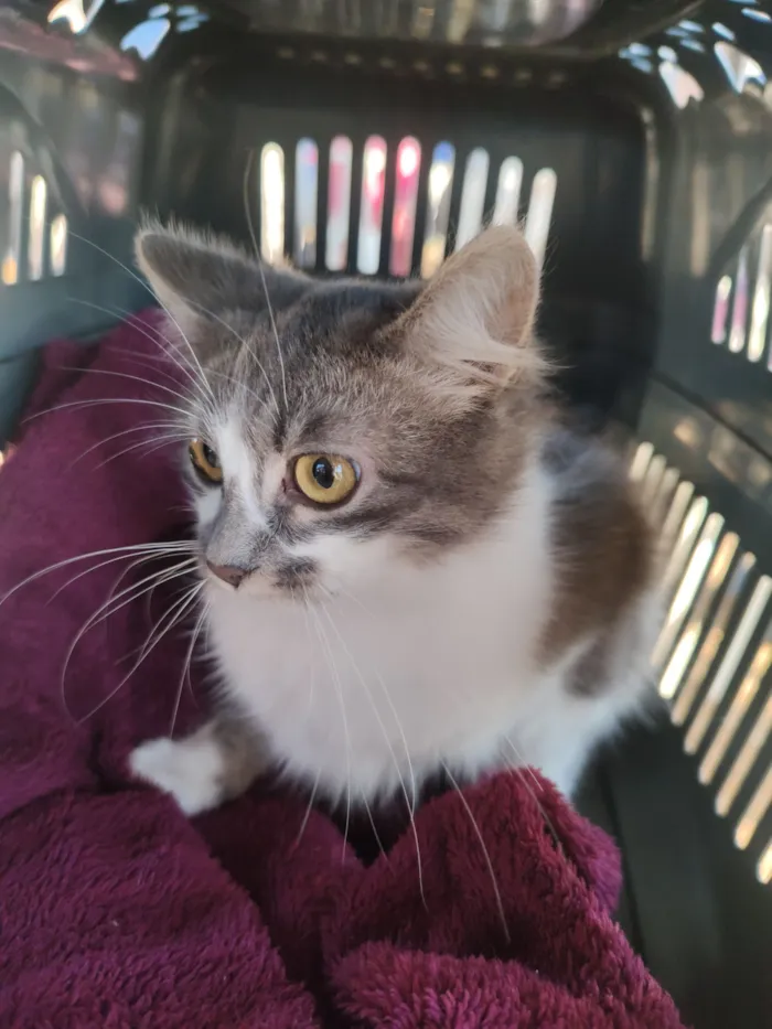 Gatinha adulta castrada 