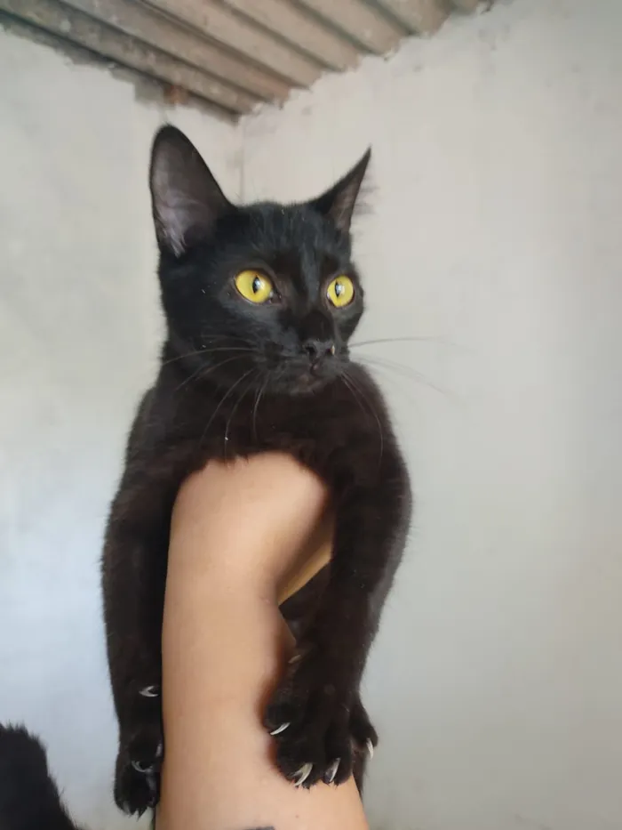 Gato raça SRD-ViraLata idade 1 ano nome Sem nome 