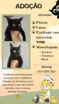 Gato raça SRD-ViraLata idade 1 ano nome Sem nome 