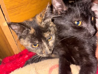 Gato raça Siamês idade 2 a 6 meses nome Gatos para doação 