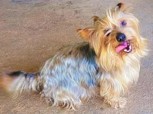 Cachorro raça Yorkshire idade 6 ou mais anos nome Fred