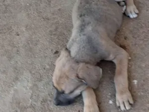 Cachorro raça SRD-ViraLata idade 2 a 6 meses nome Lisa