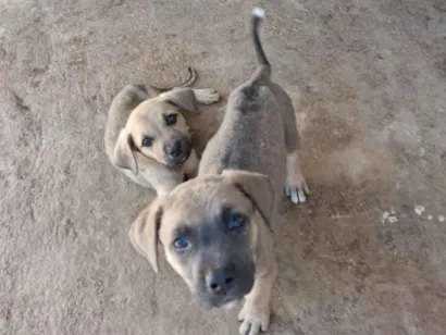 Cachorro raça SRD-ViraLata idade Abaixo de 2 meses nome Lisa