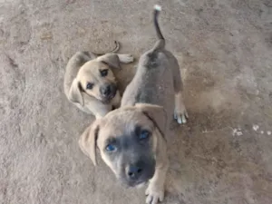 Cachorro raça SRD-ViraLata idade Abaixo de 2 meses nome Lisa