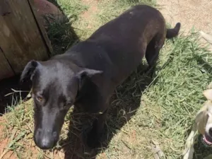 Cachorro raça SRD-ViraLata idade 3 anos nome Abacaxi 