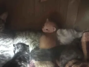 Gato raça SRD-ViraLata idade Abaixo de 2 meses nome Sem nome