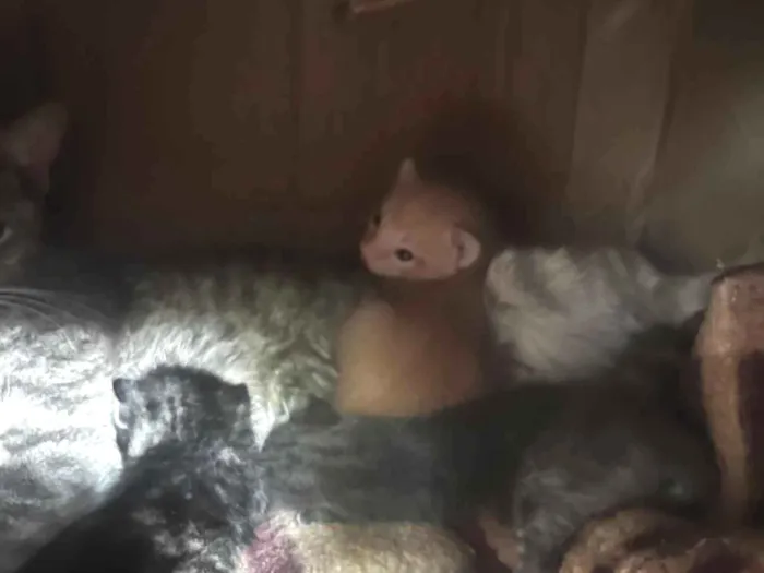 Gato raça SRD-ViraLata idade Abaixo de 2 meses nome Sem nome