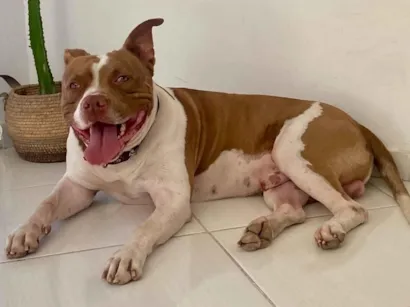 Cachorro raça Pit-Bull idade 3 anos nome Zeus