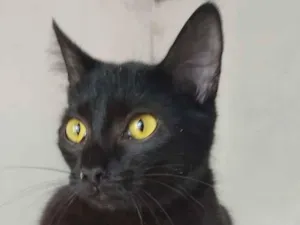 Gato raça SRD-ViraLata idade 1 ano nome Sem nome 