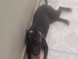 Cachorro raça SRD-ViraLata idade 7 a 11 meses nome Pandora