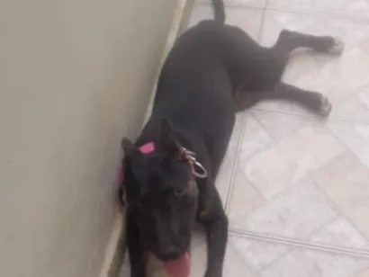 Cachorro raça SRD-ViraLata idade 7 a 11 meses nome Pandora