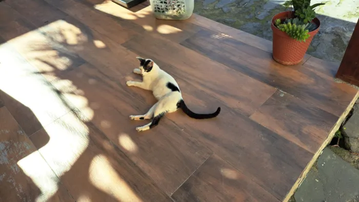 Gato raça SRD-ViraLata idade 2 a 6 meses nome Sem nome