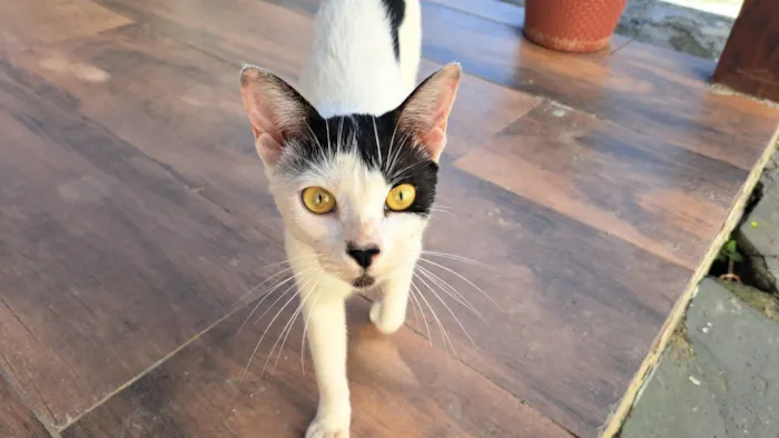 Gato raça SRD-ViraLata idade 2 a 6 meses nome Sem nome