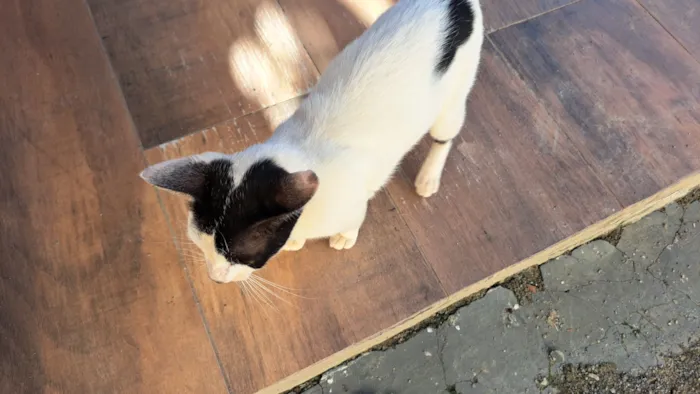 Gato raça SRD-ViraLata idade 2 a 6 meses nome Sem nome