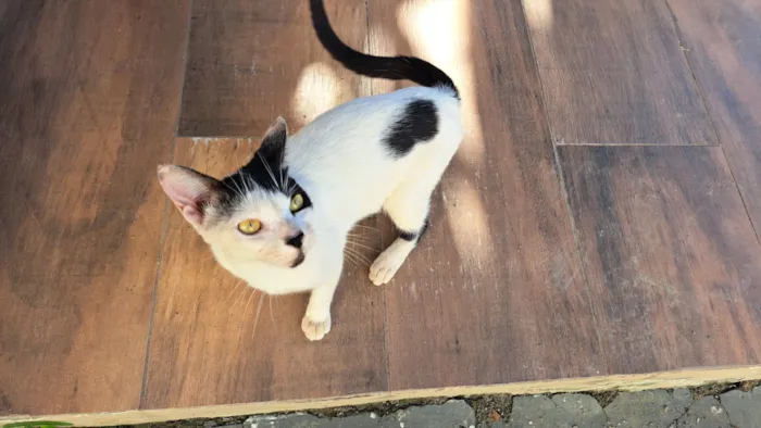 Gato raça SRD-ViraLata idade 2 a 6 meses nome Sem nome