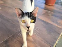 Gato raça SRD-ViraLata idade 2 a 6 meses nome Sem nome