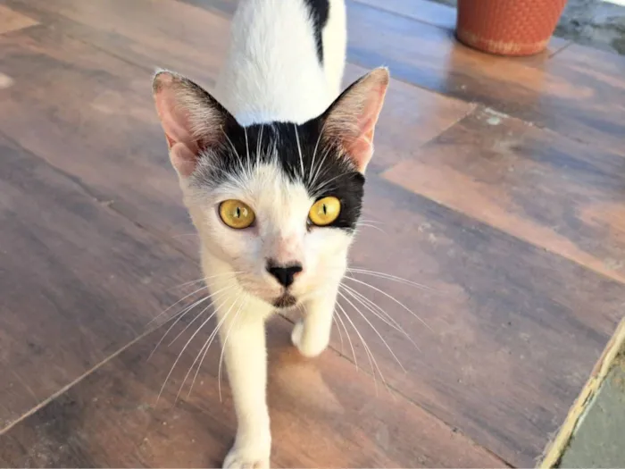 Gato raça SRD-ViraLata idade 2 a 6 meses nome Sem nome