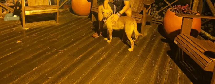 Cachorro raça SRD-ViraLata idade 7 a 11 meses nome Léo