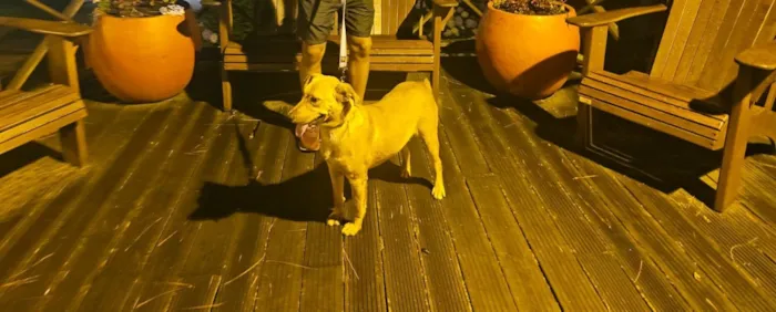 Cachorro raça SRD-ViraLata idade 7 a 11 meses nome Léo