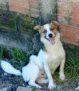 Cachorro raça SRD-ViraLata idade 2 a 6 meses nome Bidu