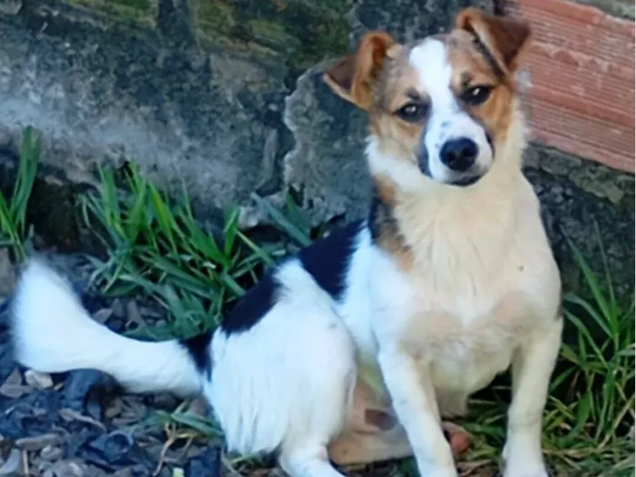 Cachorro raça SRD-ViraLata idade 2 a 6 meses nome Bidu