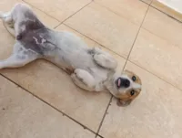 Cachorro raça SRD-ViraLata idade 7 a 11 meses nome Amora 