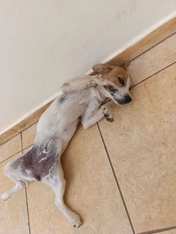 Cachorro raça SRD-ViraLata idade 7 a 11 meses nome Amora 