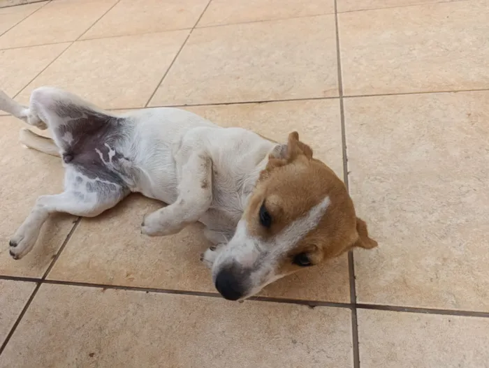 Cachorro raça SRD-ViraLata idade 7 a 11 meses nome Amora 