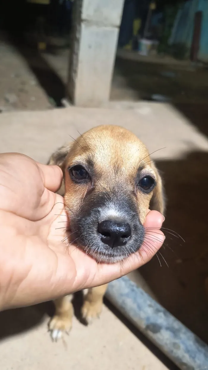 Cachorro raça SRD-ViraLata idade 7 a 11 meses nome Ruth e Raquel 