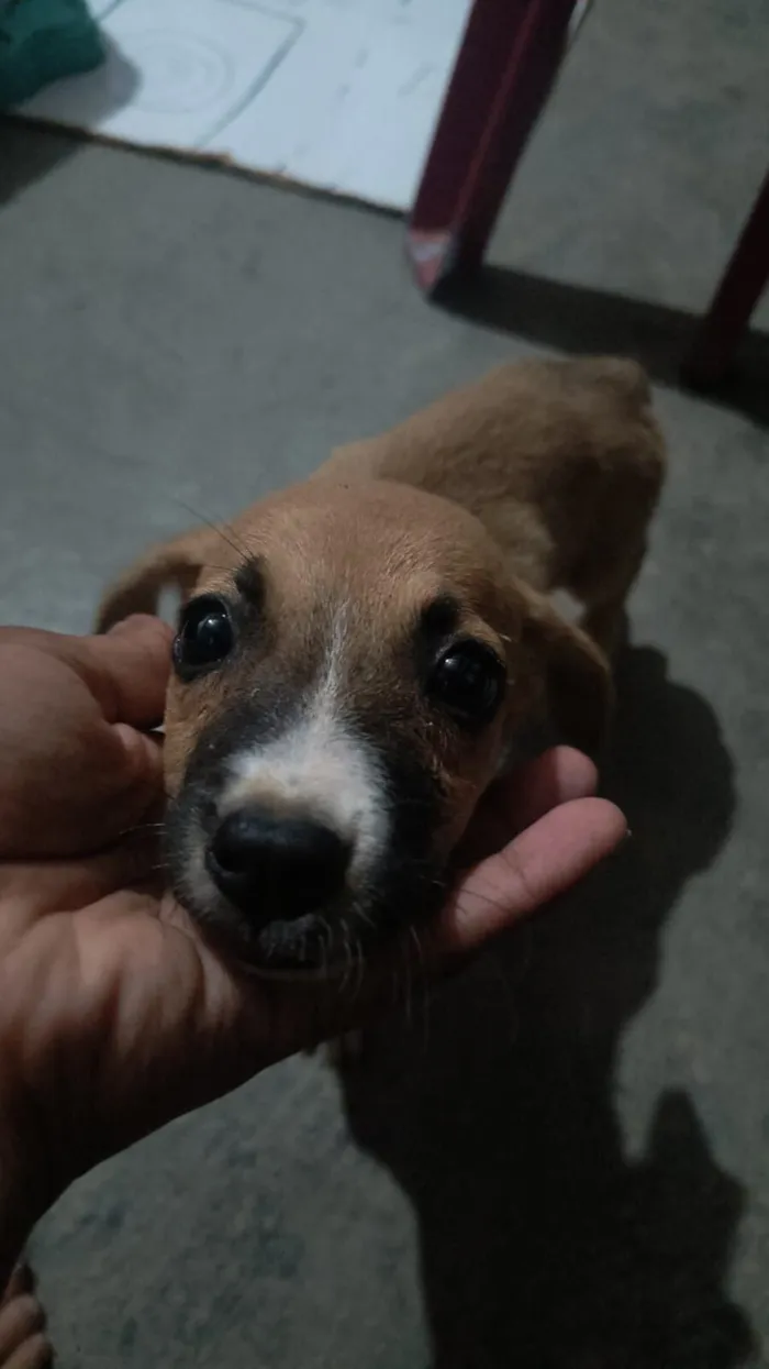 Cachorro raça SRD-ViraLata idade 7 a 11 meses nome Ruth e Raquel 