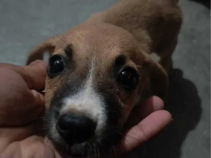 Cachorro raça SRD-ViraLata idade 7 a 11 meses nome Ruth e Raquel 