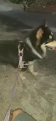 Cachorro raça Husky Siberiano idade 2 anos nome Luky