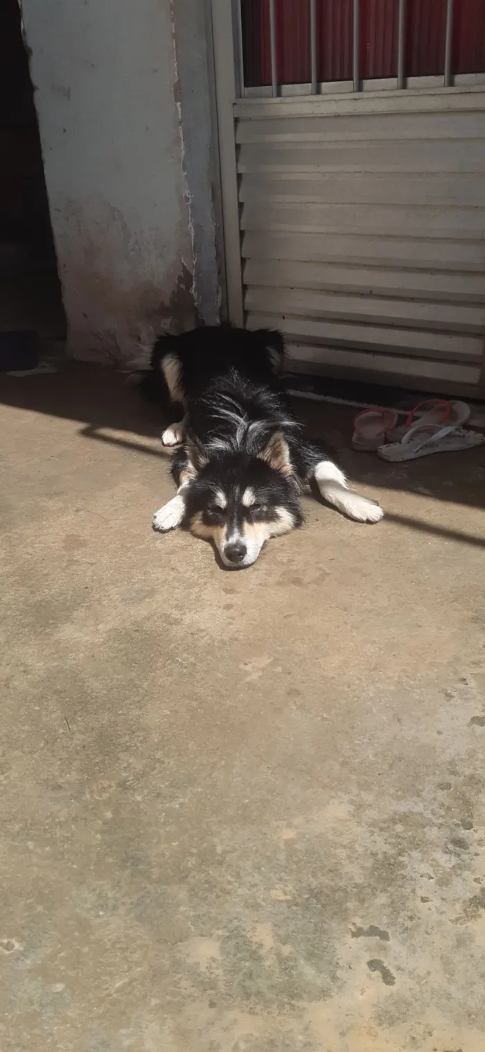 Cachorro raça Husky Siberiano idade 2 anos nome Luky