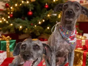 Cachorro raça Poodle idade 6 ou mais anos nome Mickey e Buddy