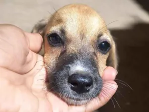 Cachorro raça SRD-ViraLata idade 7 a 11 meses nome Ruth e Raquel 