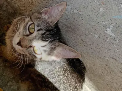 Gato raça SRD-ViraLata idade 2 a 6 meses nome Ton Zé 