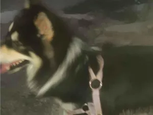Cachorro raça Husky Siberiano idade 2 anos nome Luky