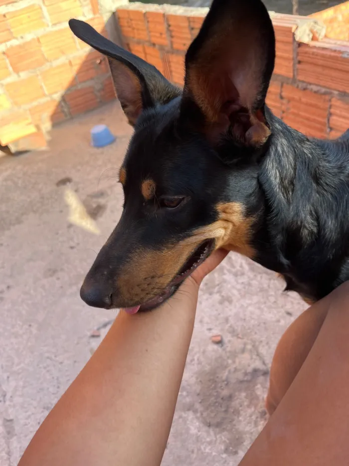 Cachorro raça SRD-ViraLata idade 7 a 11 meses nome Oreo