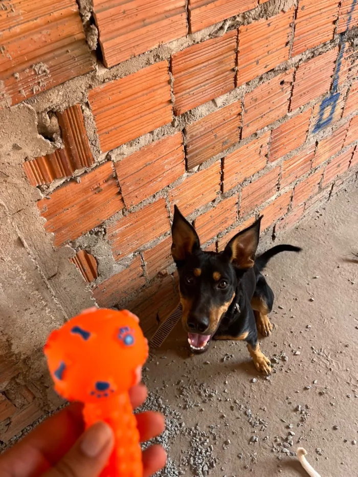 Cachorro raça SRD-ViraLata idade 7 a 11 meses nome Oreo