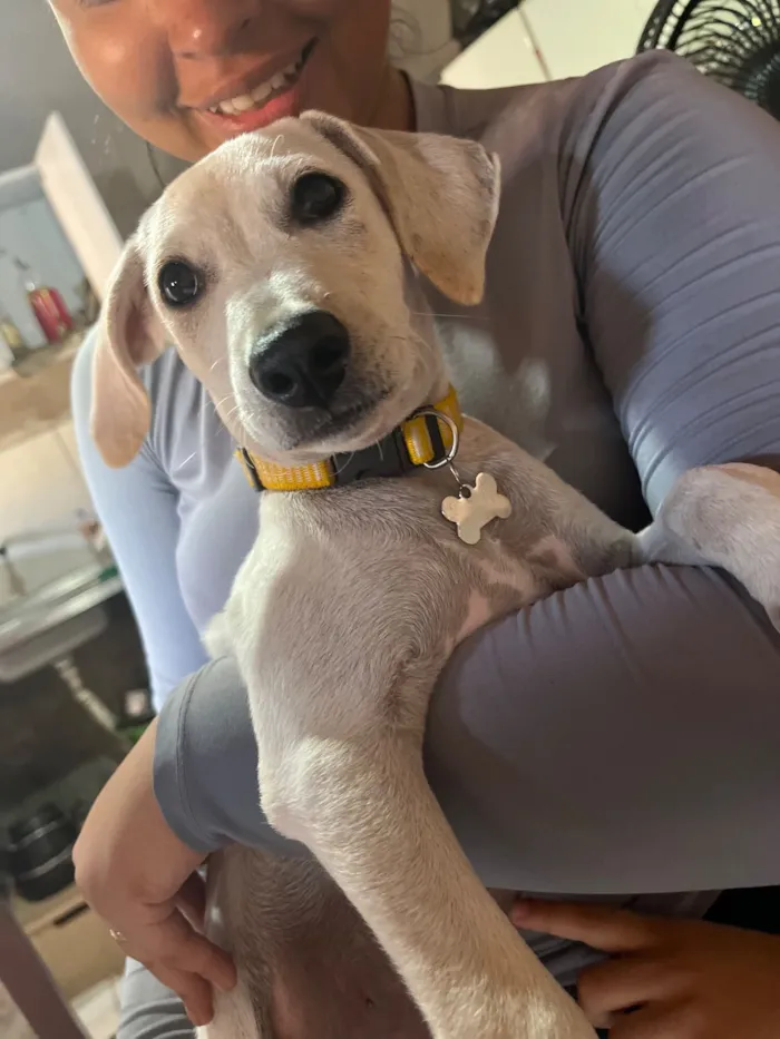 Cachorro raça SRD-ViraLata idade 2 a 6 meses nome Arroz