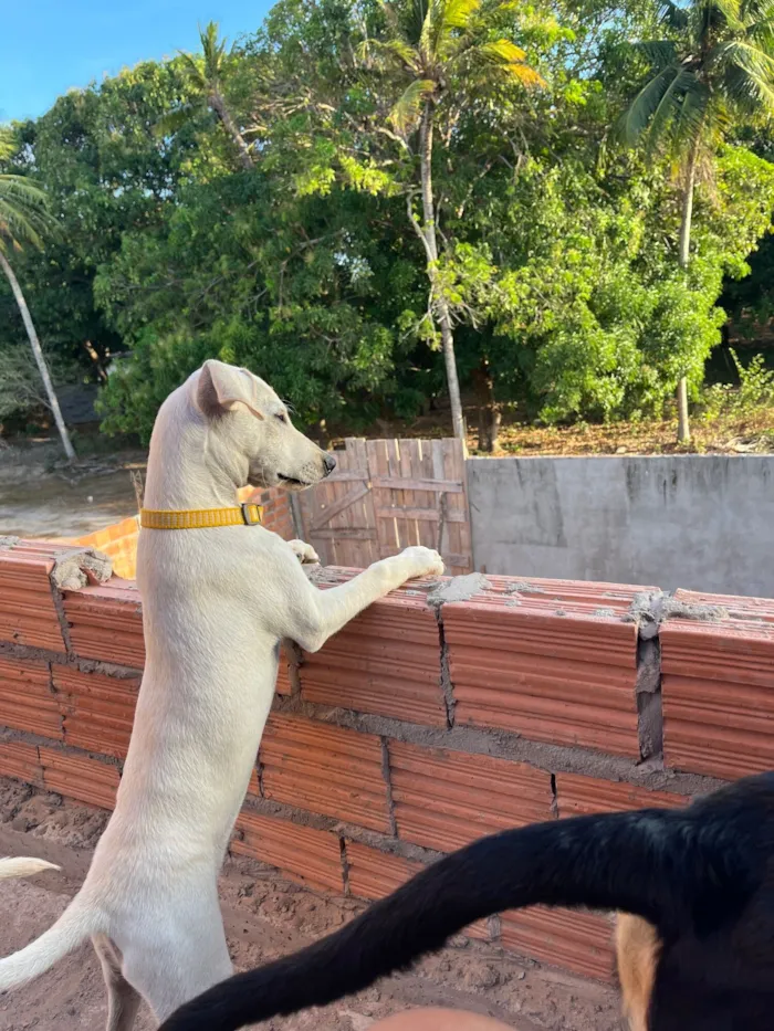 Cachorro raça SRD-ViraLata idade 2 a 6 meses nome Arroz