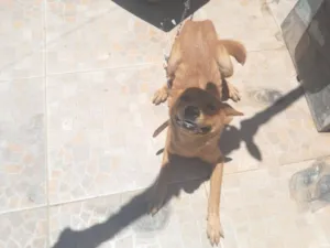 Cachorro raça SRD-ViraLata idade 7 a 11 meses nome LUNA