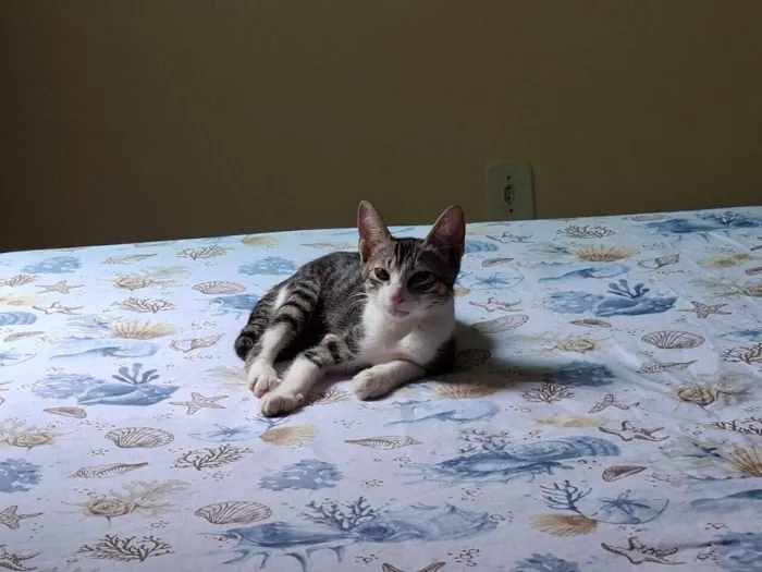 Gato raça SRD-ViraLata idade 2 a 6 meses nome Soneca