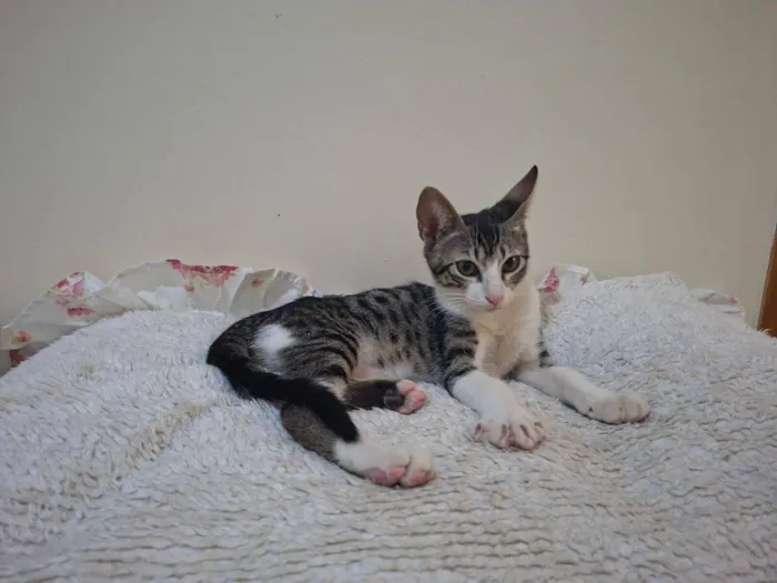 Gato raça SRD-ViraLata idade 2 a 6 meses nome Soneca