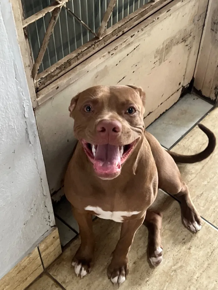 Cachorro raça Pit-Bull idade 7 a 11 meses nome Luna 
