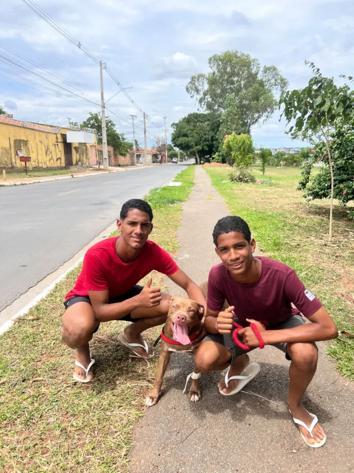 Cachorro raça Pit-Bull idade 7 a 11 meses nome Luna 