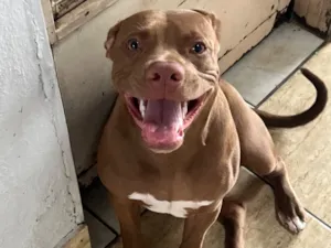 Cachorro raça Pit-Bull idade 7 a 11 meses nome Luna 